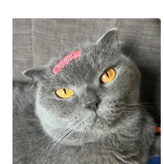 NƠ KẸP TÓC SANG TRỌNG NHIỀU MÀU DỄ THƯƠNG XINH XẮN CHO THÚ CƯNG CHÓ MÈO