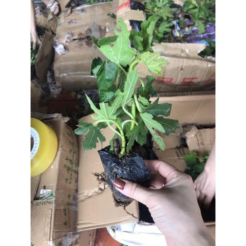 Com bo 2 Cây sung Mỹ giống - Cây ăn quả độc đáo có nhiều giá trị dinh dưỡng