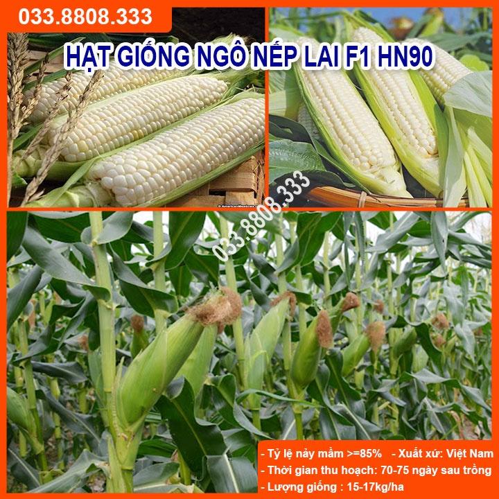 Hạt Giống Ngô Nếp Lai HN90 Năng Suất Cao 500gram