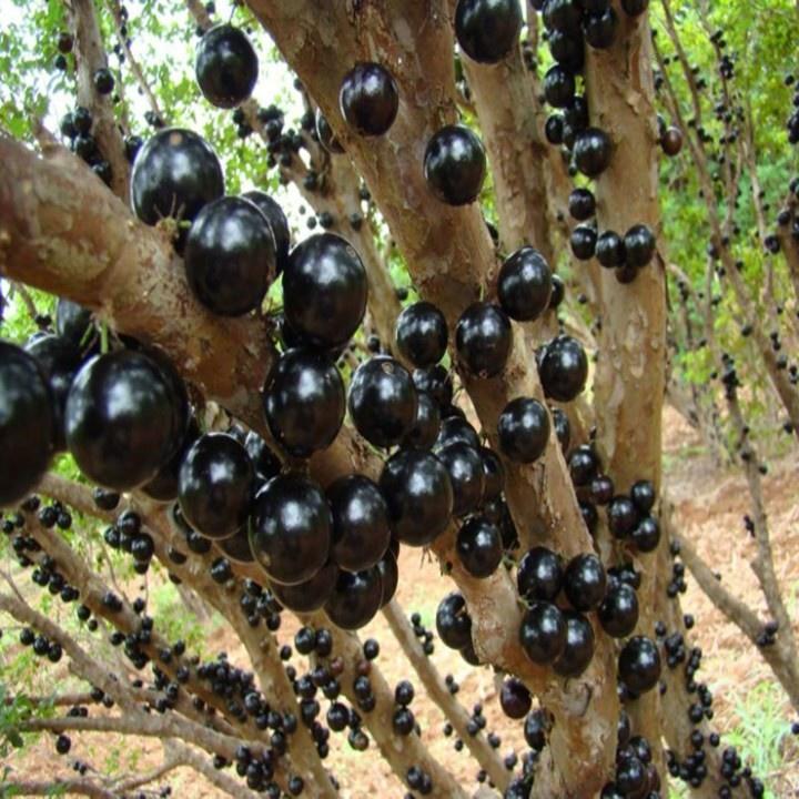 HÀNG CHẤT LƯƠNG Cây Nho Thân Gỗ Tứ Quý - Cây Ăn Quả - H2O Farm