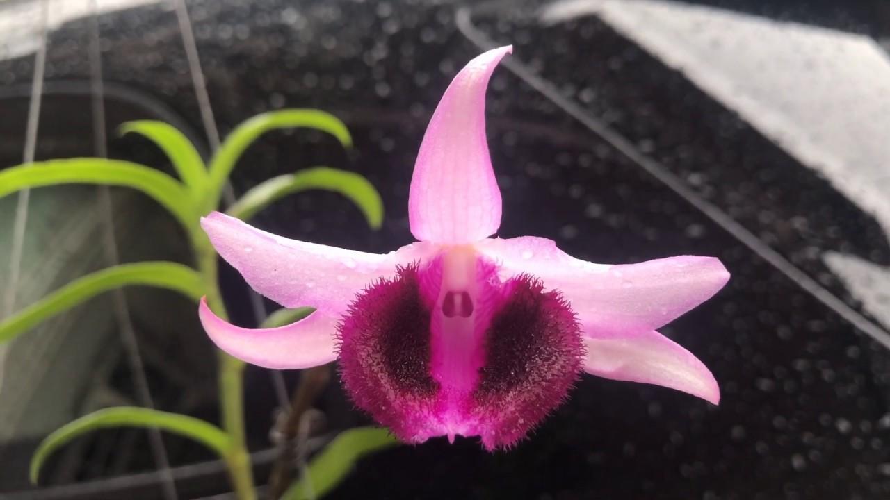 Phi điệp biệt mắt ngọc viễn đông, phi điệp đột biến mắt ngọc viễn đông, phi điệp cây mô hàng tuyển chọn