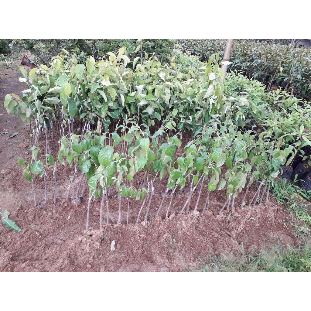 Cây giống Hồng Giòn Nhật Bản
