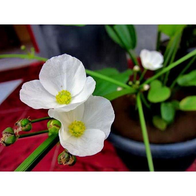 CHẬU CÂY BÁCH THỦY TIÊN MANG LẠI MAY MẮN CHO GIA CHỦ, CỰC DỄ TRỒNG