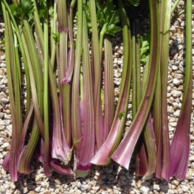 Hạt giống rau cần tây đỏ-gói 1 gram-tặng kèm gói phân bón lót