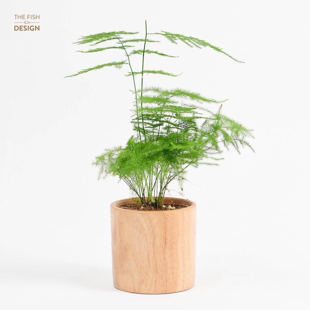 Chậu cây thủy tùng hợp với những người mệnh Kim,Thủy thể hiện sự thanh tao, giúp thanh lọc không khí, hút các khí độc | size S | The Fish Design