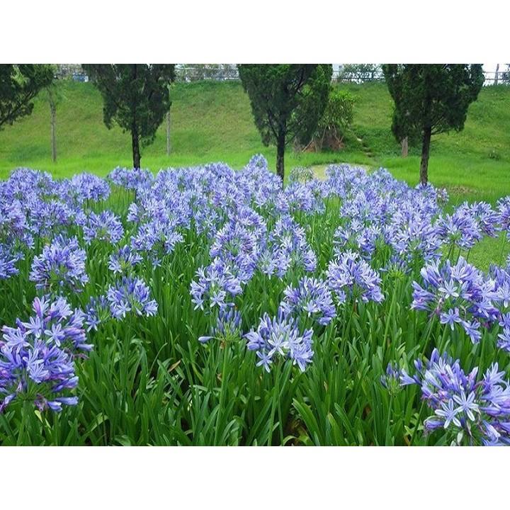 CÂY GIỐNG HOA NHÀI NHẬT TÍM ĐỔI MÀU