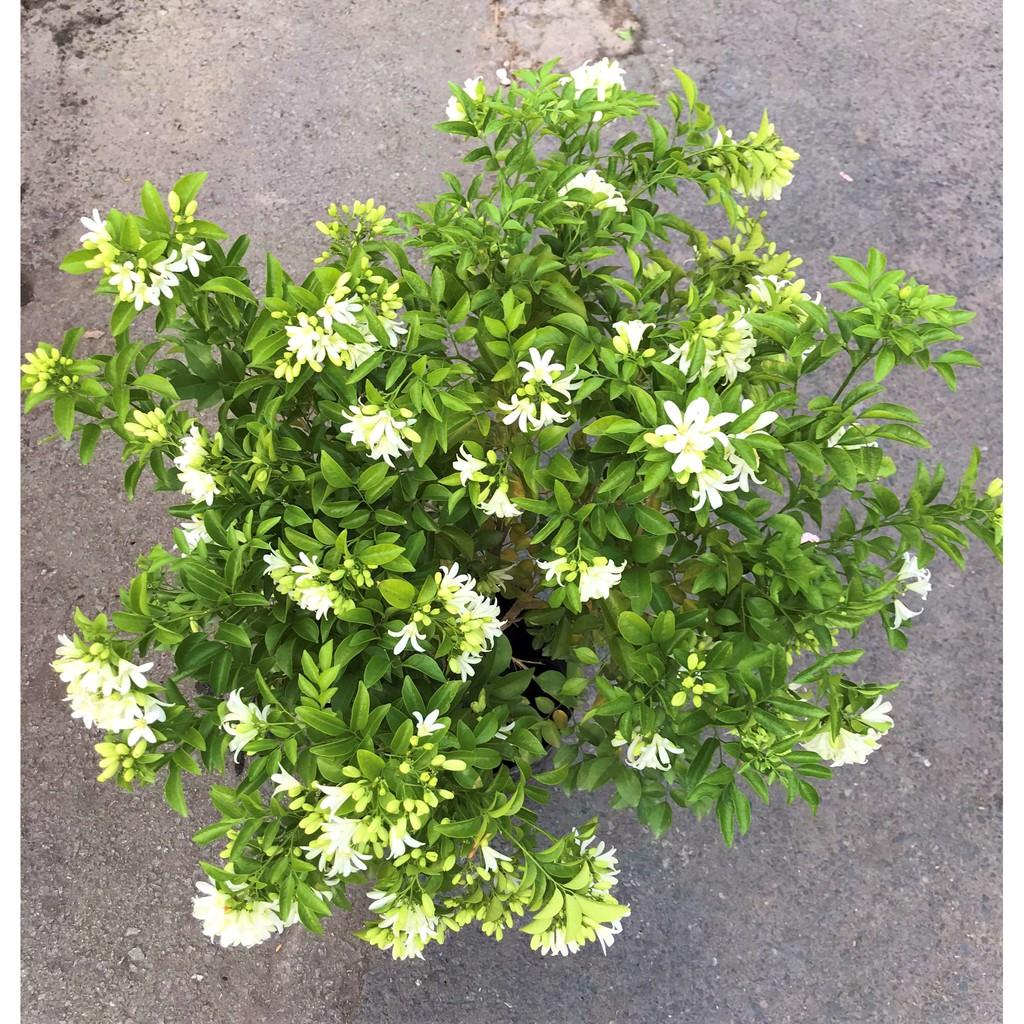 Chậu cây Nguyệt Quế cao 90 - 100 cm