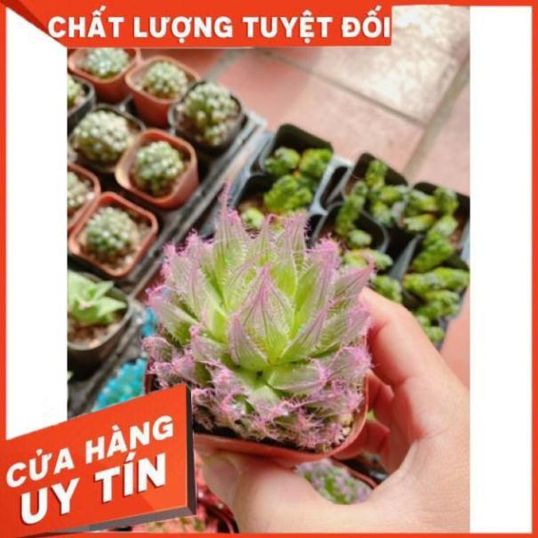 Sen đá ngọc nhiều màu