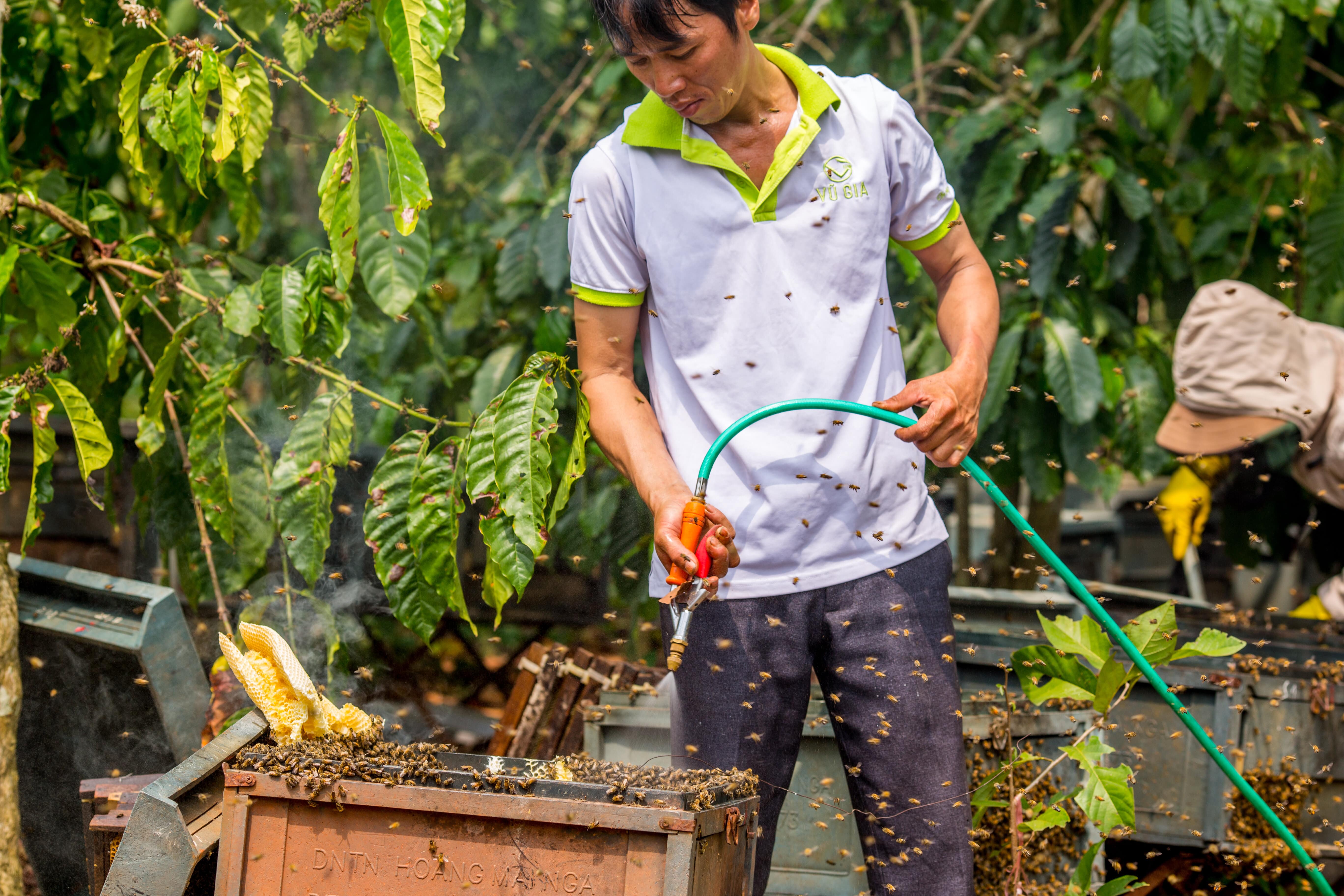 Mật Ong Hoa Nhãn Nguyên Chất Vũ Gia