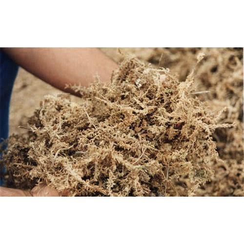 Gói 200g Rêu rừng Cao cấp trồng Lan