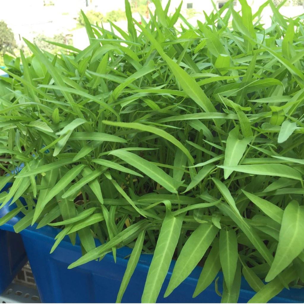 Hạt giống rau muống lá tre Rado 12 gói 50gr
