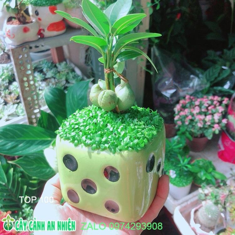 Chậu Cây May Mắn Tài Lộc
