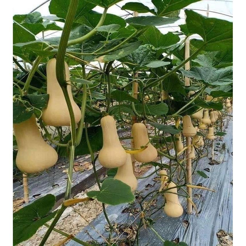 HẠT GIỐNG BÍ BƠ TÚI 10 HẠT - TỶ LỆ NẢY MẦM CAO