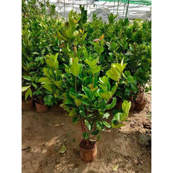 Cây giống Cherry Mỹ