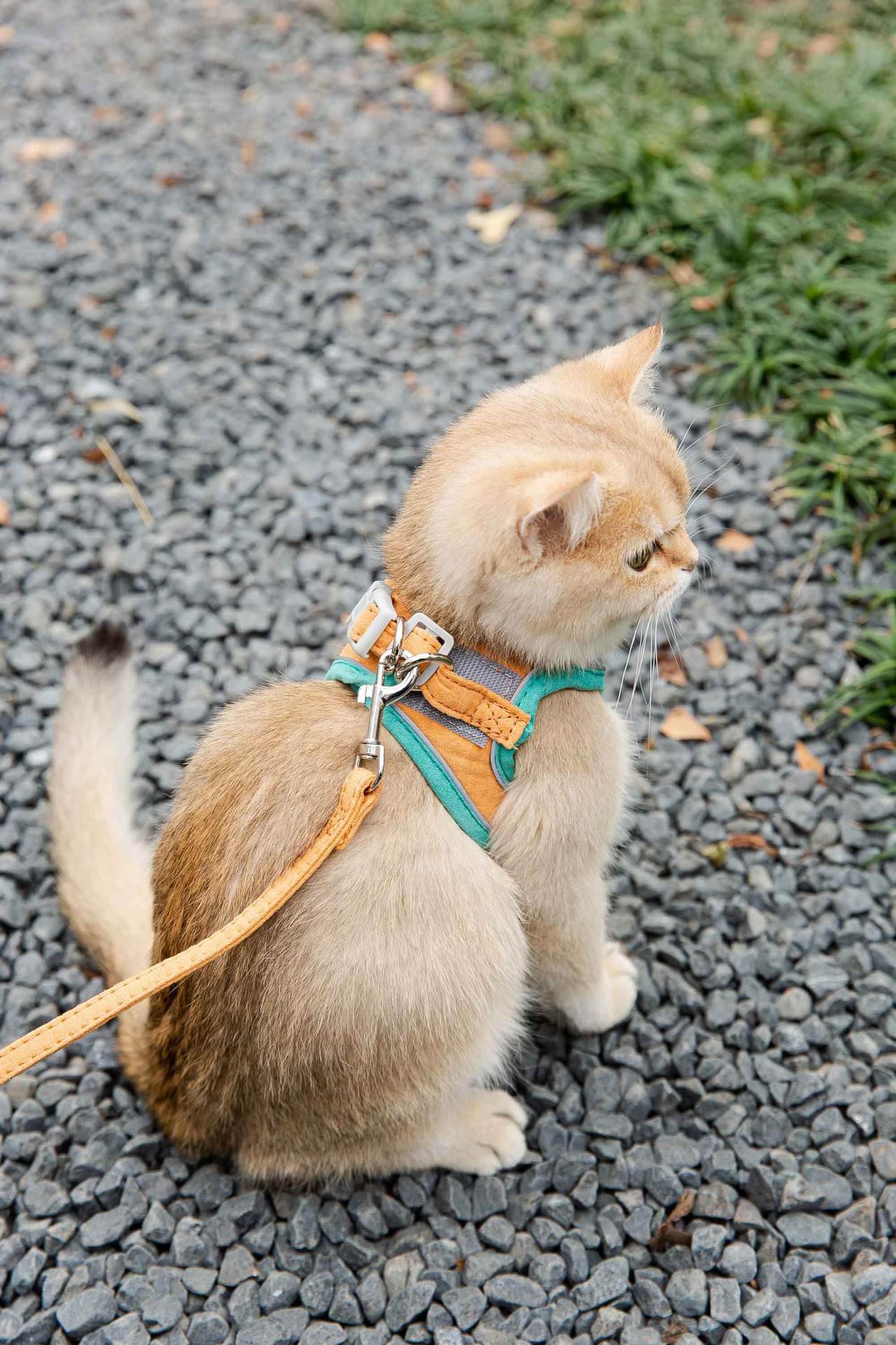Bộ yếm vải kèm dây dắt chó, mèo (từ 1-25kg) / Dây dắt viền phản quang thích hợp khi đi dạo công viên, chạy bộ với ba, mẹ