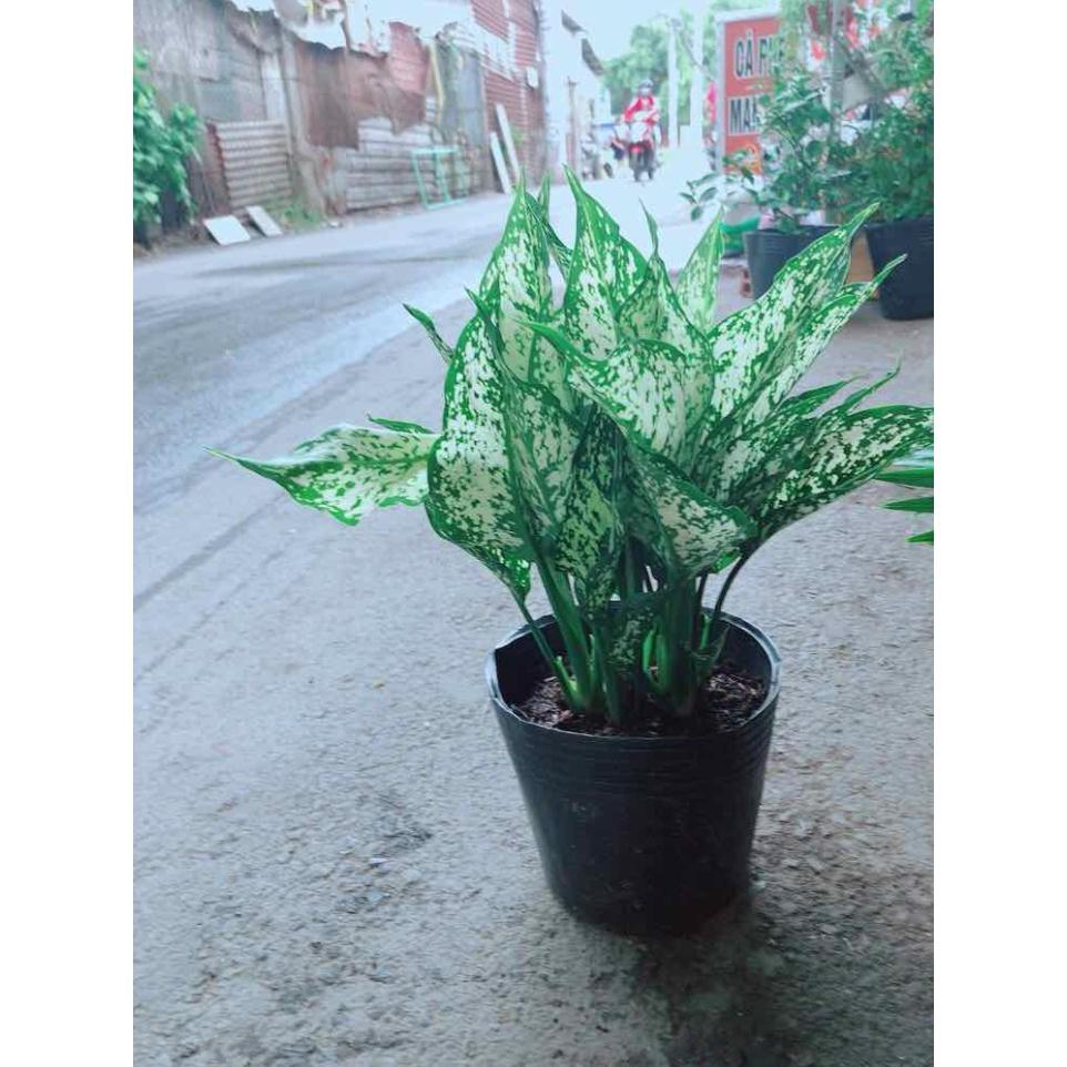 Cây Ngọc Ngân Bán Chạy