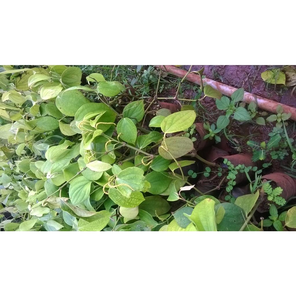 Cây giống Tiêu Chùm Thekken.