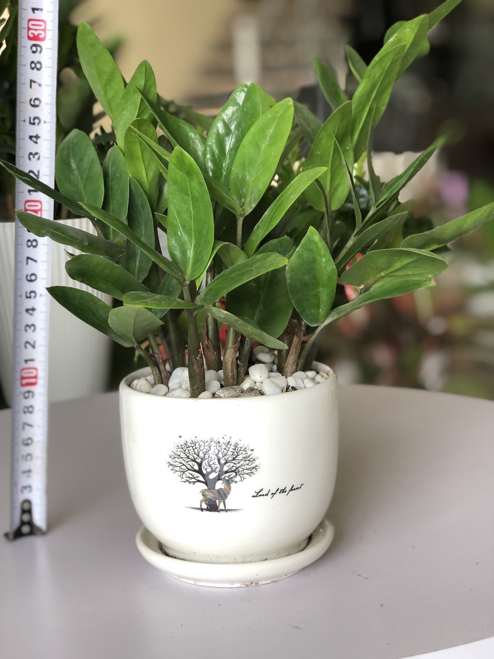 Cây Kim Tiền để bàn - may mắn - tài lộc
