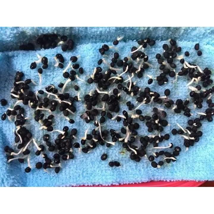 2 gói Hạt giống măng tây Hà Lan