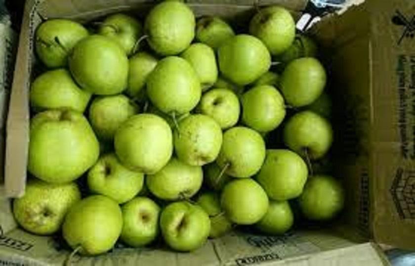 Cây giống Lê xanh