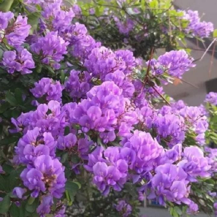 LINH SAM SIÊU BÔNG