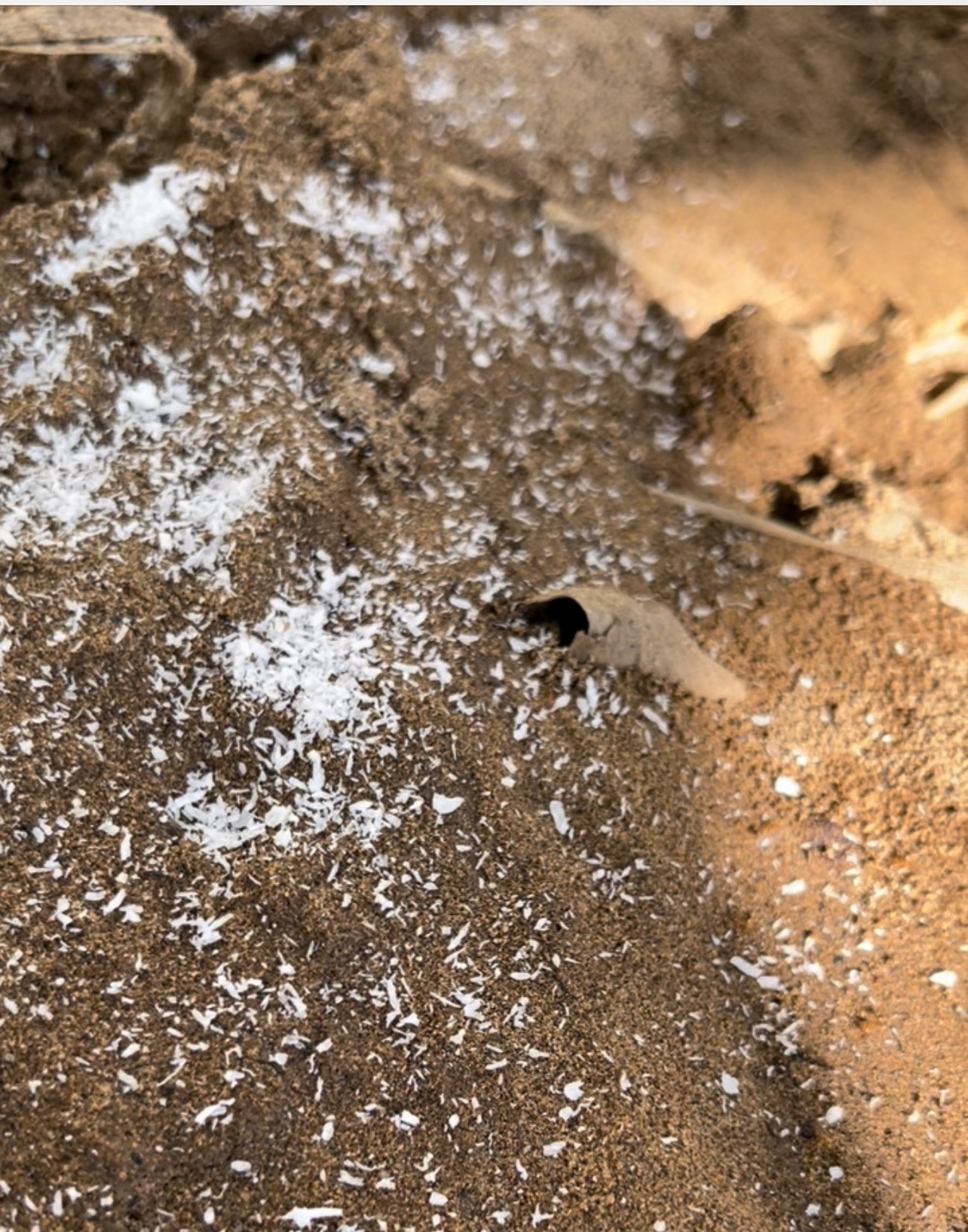 Bã trừ kiến BTK 5gr - kiến thợ tha bã trừ kiến về tổ để các con khác cùng ăn