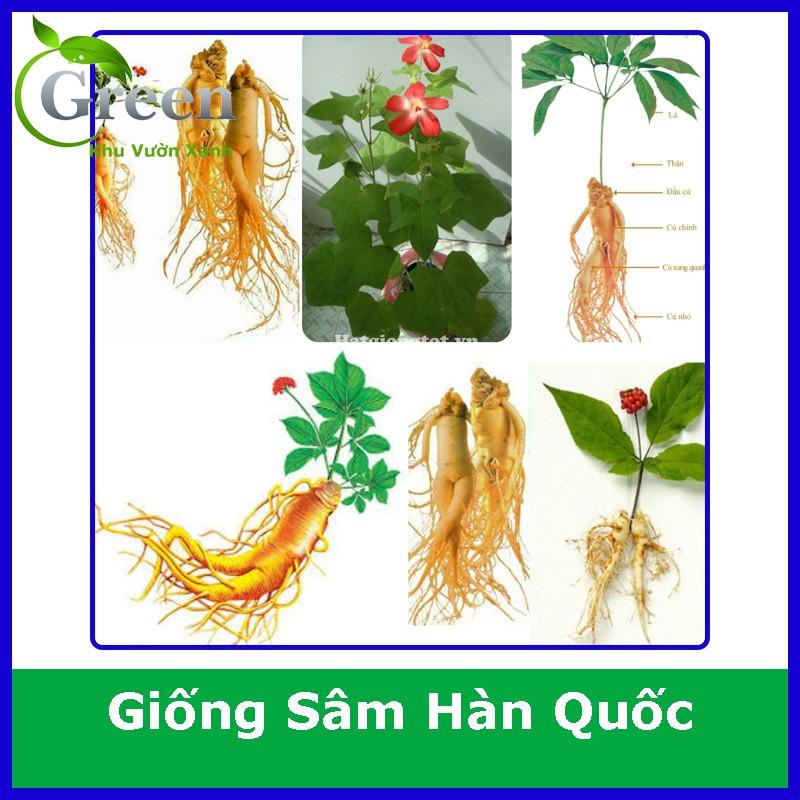 Hạt Giống Nhân Sâm Mỹ