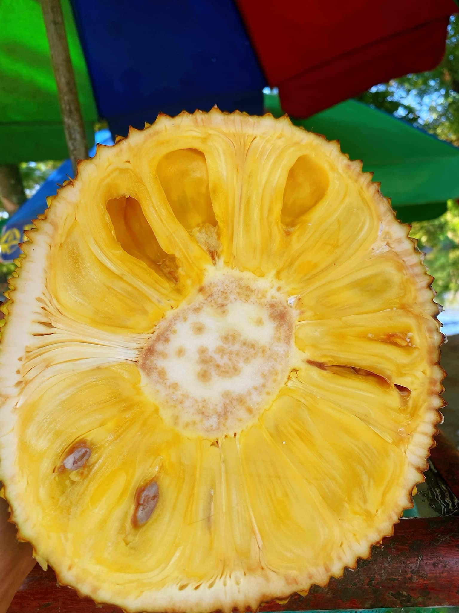 Cây giống mít dai ta cây trồng hạt