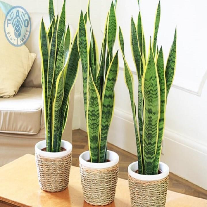 CÂY LƯỠI HỔ LÙN HÀNG THÁI, CÂY PHONG THỦY ĐỂ BÀN VƯỢNG KHÍ CHO GIA CHỦ