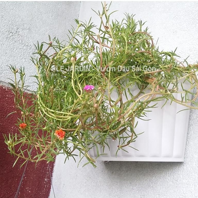Chậu ốp tường hình bán nguyệt 31x17x18cm