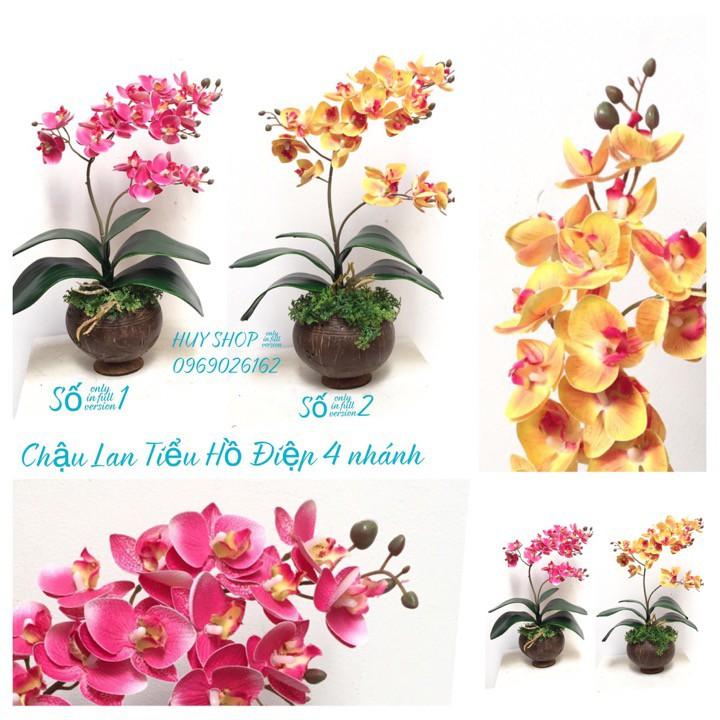 HOA LAN NHÂN TẠO - CHẬU GÁO DỪA HOA LAN TIỂU HỒ ĐIỆP 4 NHÁNH
