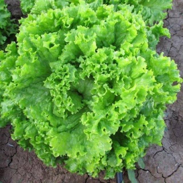 Hạt giống xà lách xoăn xanh F1