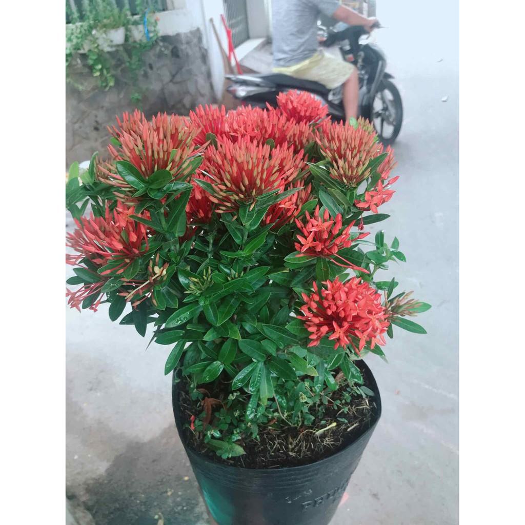 Chậu hoa trang thái Bán Chạy