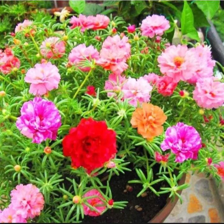Hạt giống hoa 10 giờ nhiều màu 0.03gram