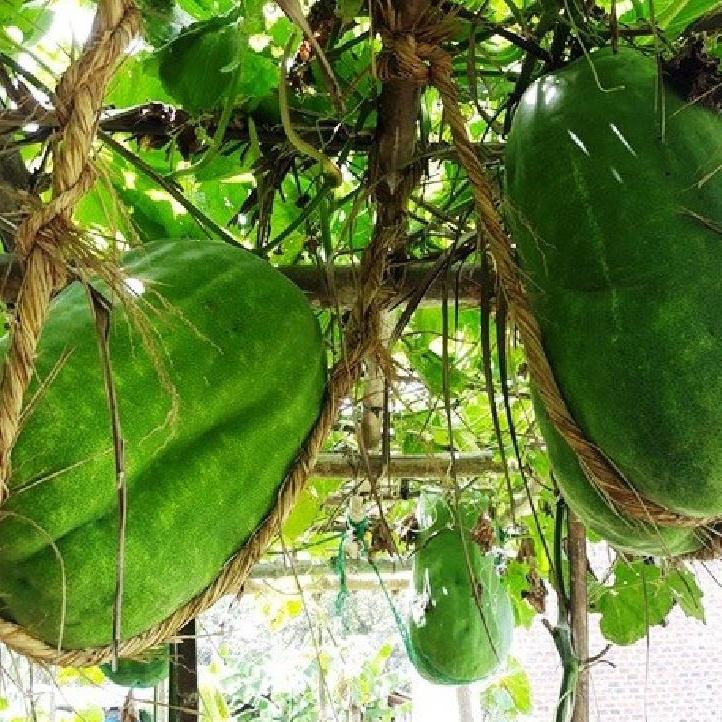 Hạt giống bí đao khổng lồ dể trồng f1-gói 5 hạt-tặng kèm gói phân bón lót