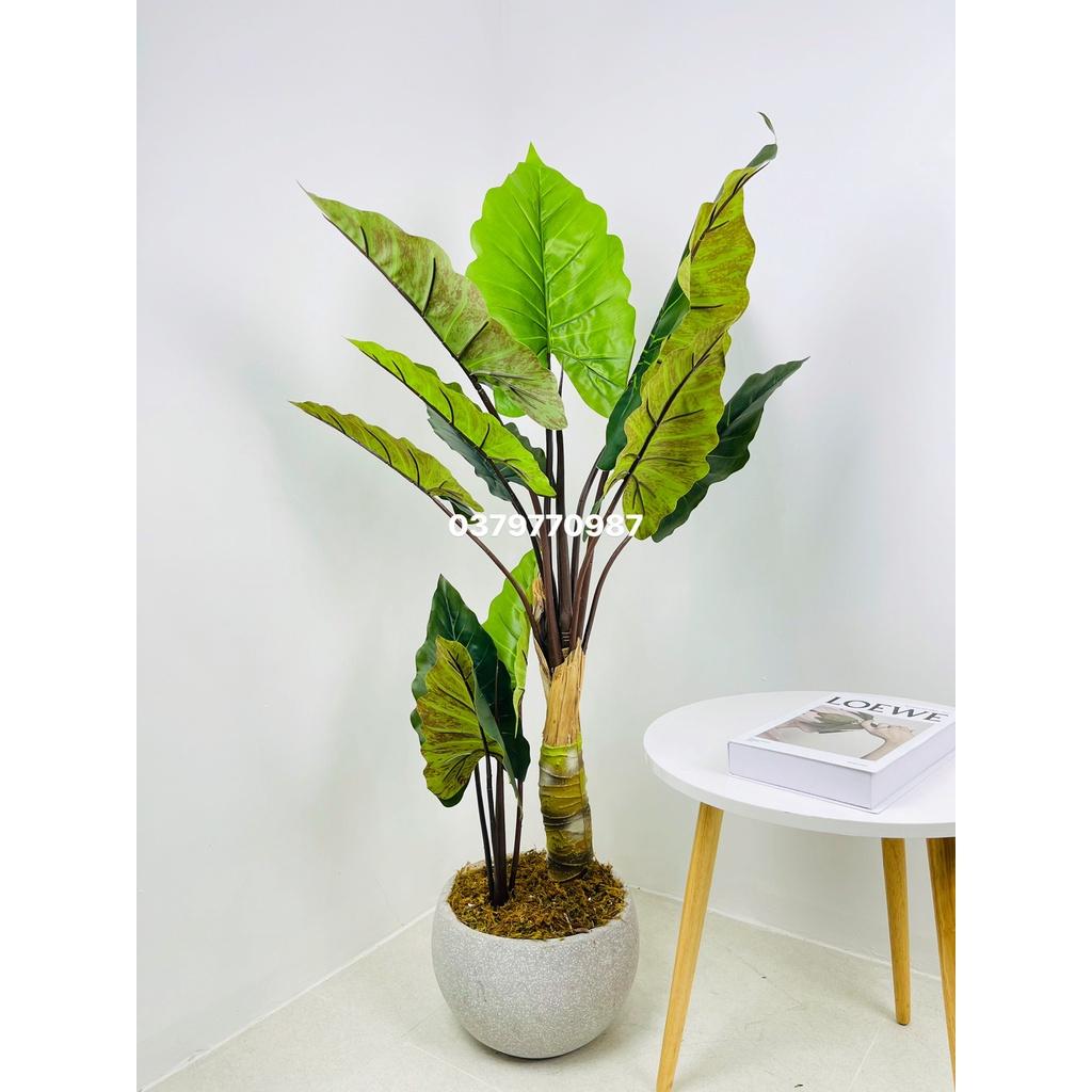 Cây khoai nước giả decor cao cấp
