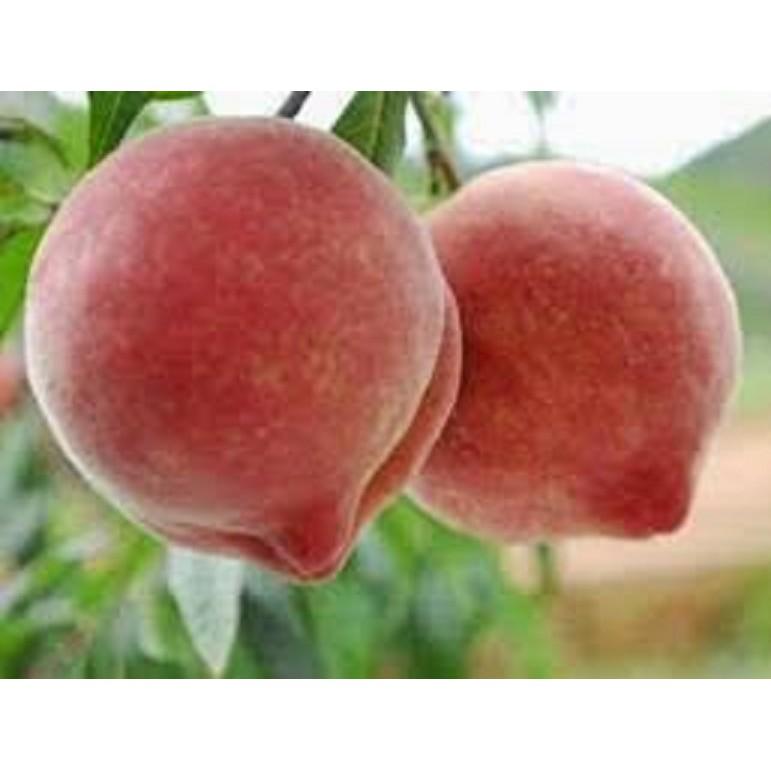 CÂY GIỐNG ĐÀO BÁT TIÊN