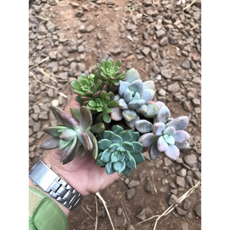 Combo 5 cây sen vĩ 5 loại nhỏ xinh