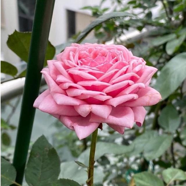 Hoa hồng ngoại Yua Rose ( Love Knot Rose ) - hồng bụi cao, hoa thơm