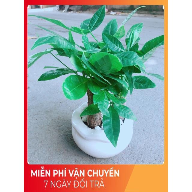 Chậu Kim Ngân 3 Thân