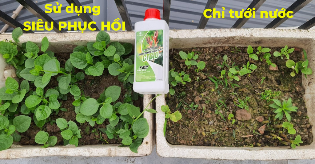 SIÊU PHỤC HỒI CÂY CTBIO - phân hữu cơ (Can 25 lít )