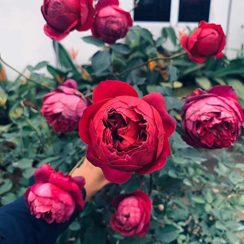 Hoa hồng ngoại Autunm Rouge Rose - hồng bụi, hoa thơm