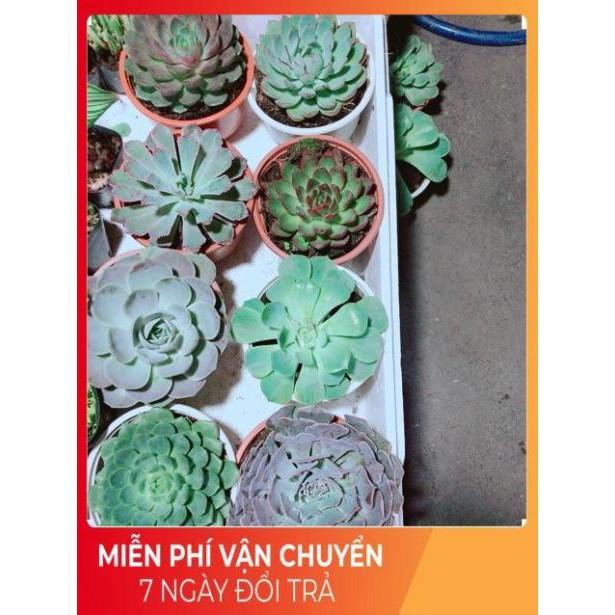 Sen Đá Viền Hồng Size Đại 13cm