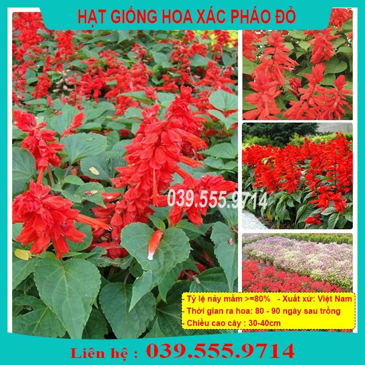 HẠT GIỐNG HOA XÁC P.H.Á.O ĐỎ - DỄ TRỒNG DỄ CHĂM