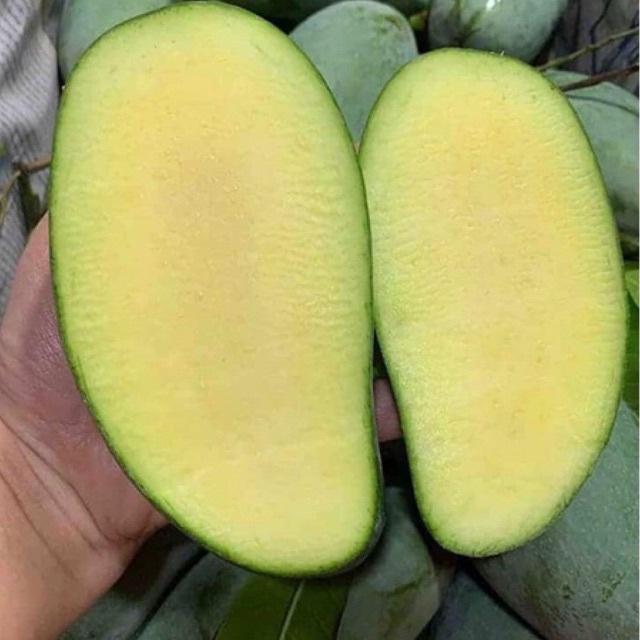 GIỐNG CÂY SOÀI THÁI GHÉP
