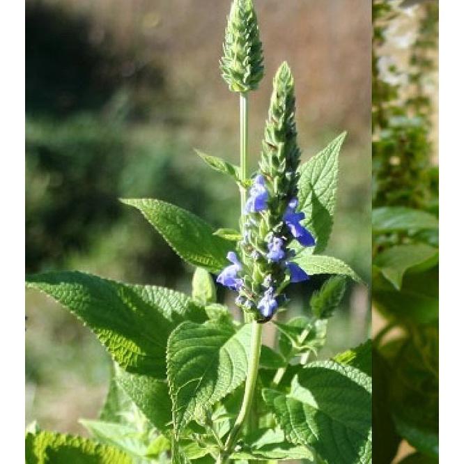 Hạt Giống Hạt Chia - Mỹ  CT505 - Gói 1000 hạt