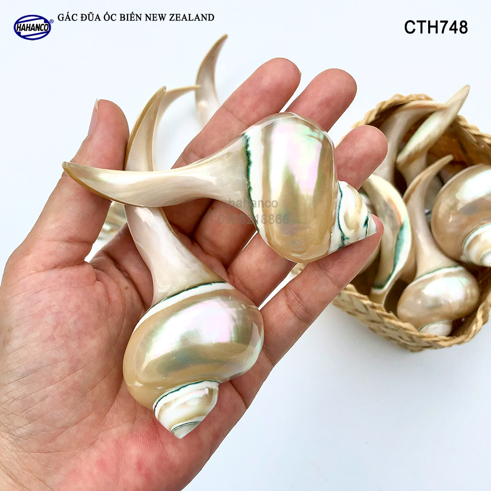 Gác đũa ốc biển New Zealand độc đáo (1 Chiếc) CTH748 - đặc sắc riêng khi bày trên bàn ăn - Nghệ Thuật Ẩm Thực Việt - HAHANCO