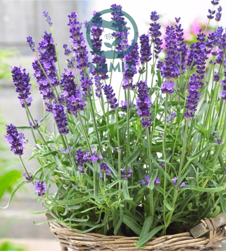 Hạt giống hoa oải hương Hạt giống chất lượng