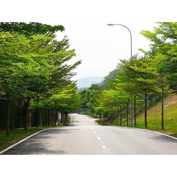 Cây giống Bàng Đài Loan .