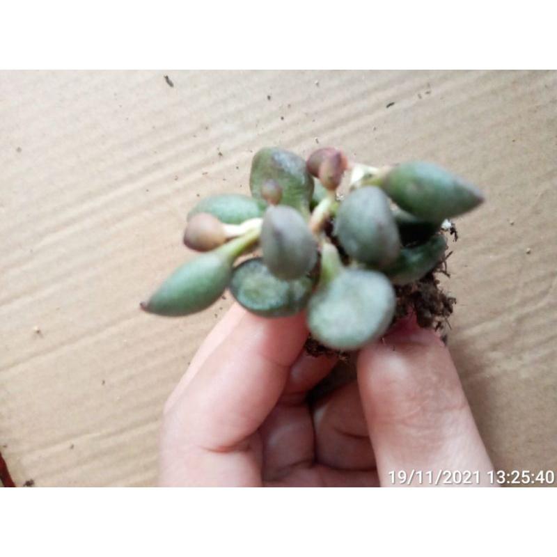 Cây Adromischus lá tròn